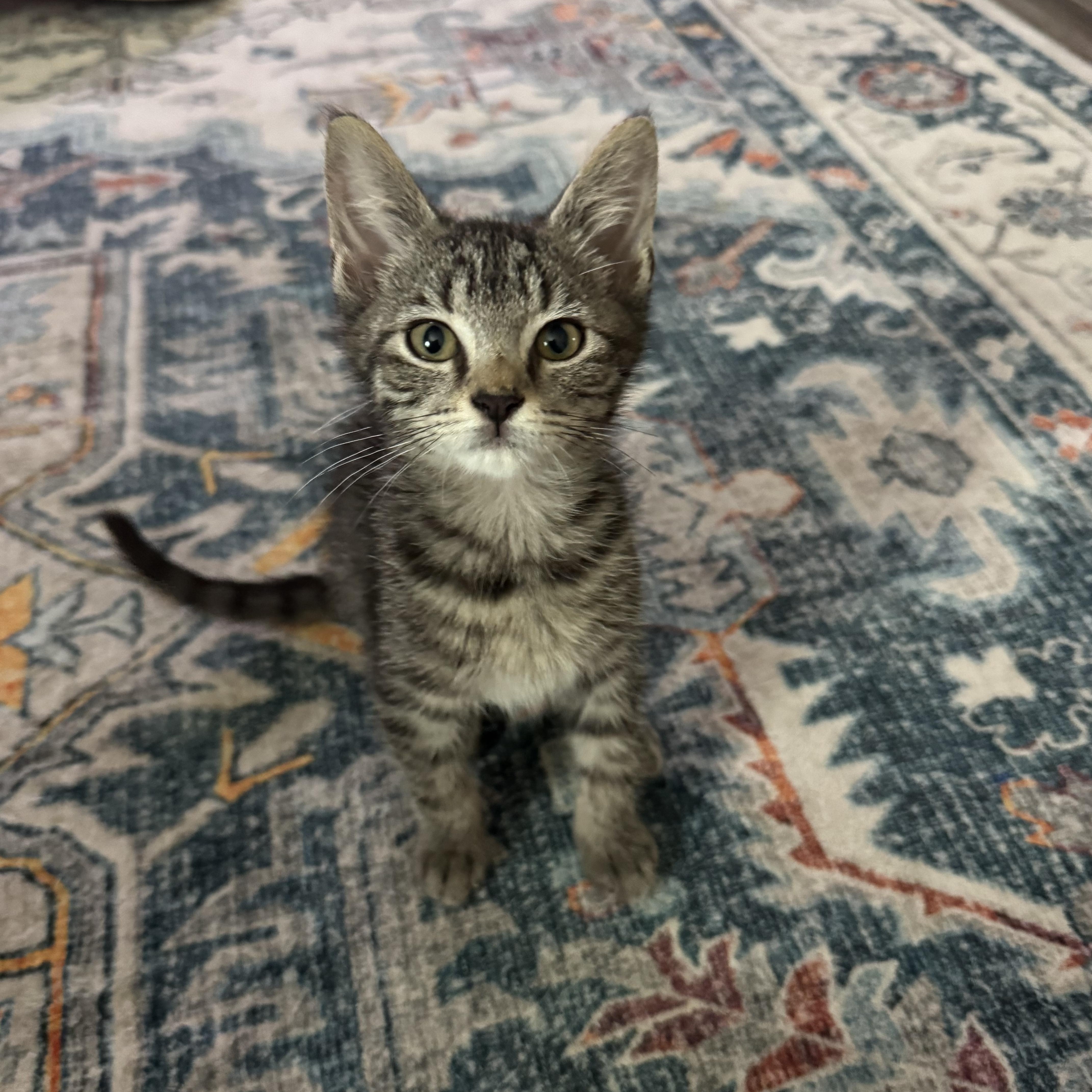 KITTENS - ALL AGES AND GENDERS, Adoptable, Kitten Male Domestic Short Hair.