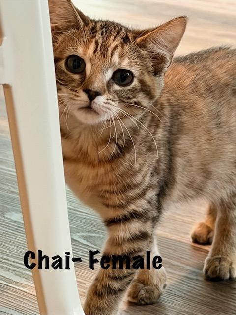 Enlarge KITTEN ADOPTION EVENT - ALL AGES AND GENDERS - Sat, 8/22, an adoptable Domestic Short Hair in Bristow, VA image 4/6