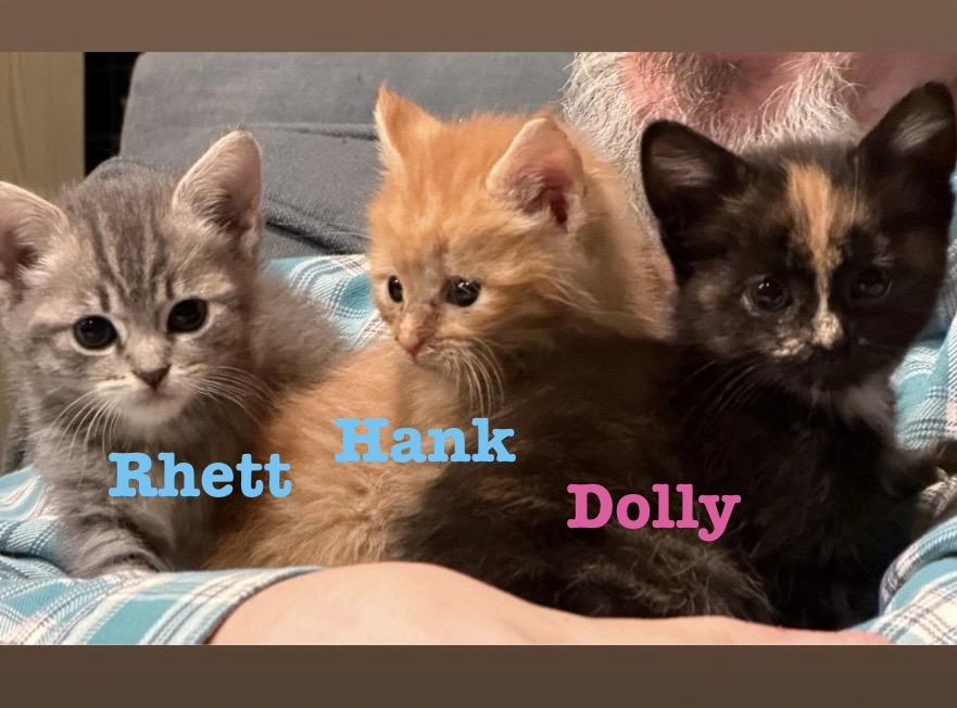 KITTENS - Adoption Event 6/13/2026 ALL AGES AND GENDERS, an adoptable Domestic Short Hair in Bristow, VA image 2/5