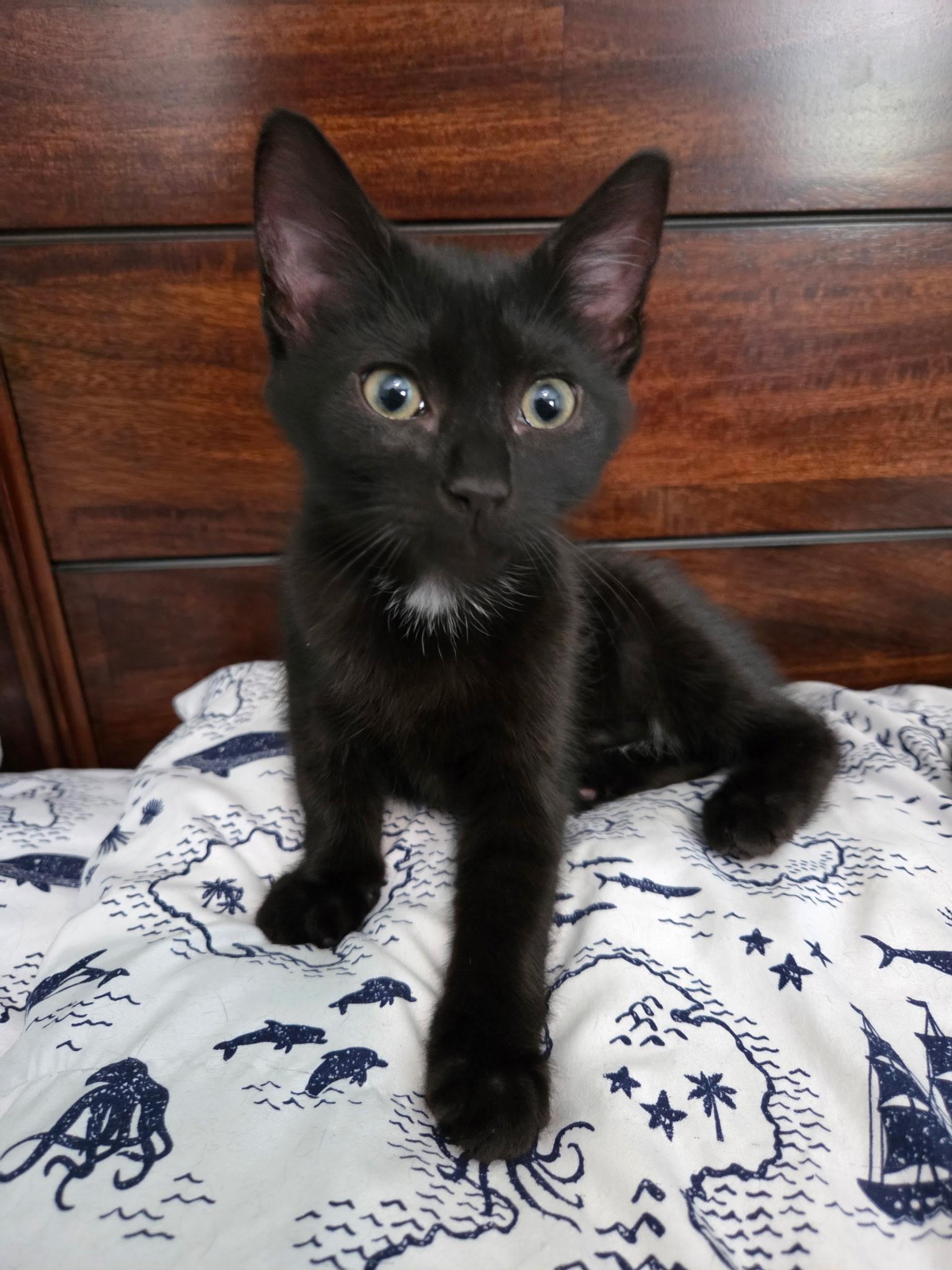 KITTENS - ALL AGES AND GENDERS, a Adoptable Domestic Short Hair in Bristow, VA image 3/6