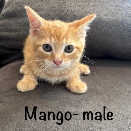 KITTEN ADOPTION EVENT - ALL AGES AND GENDERS - Sat, July 25, an adoptable Domestic Short Hair in Bristow, VA image 2/6