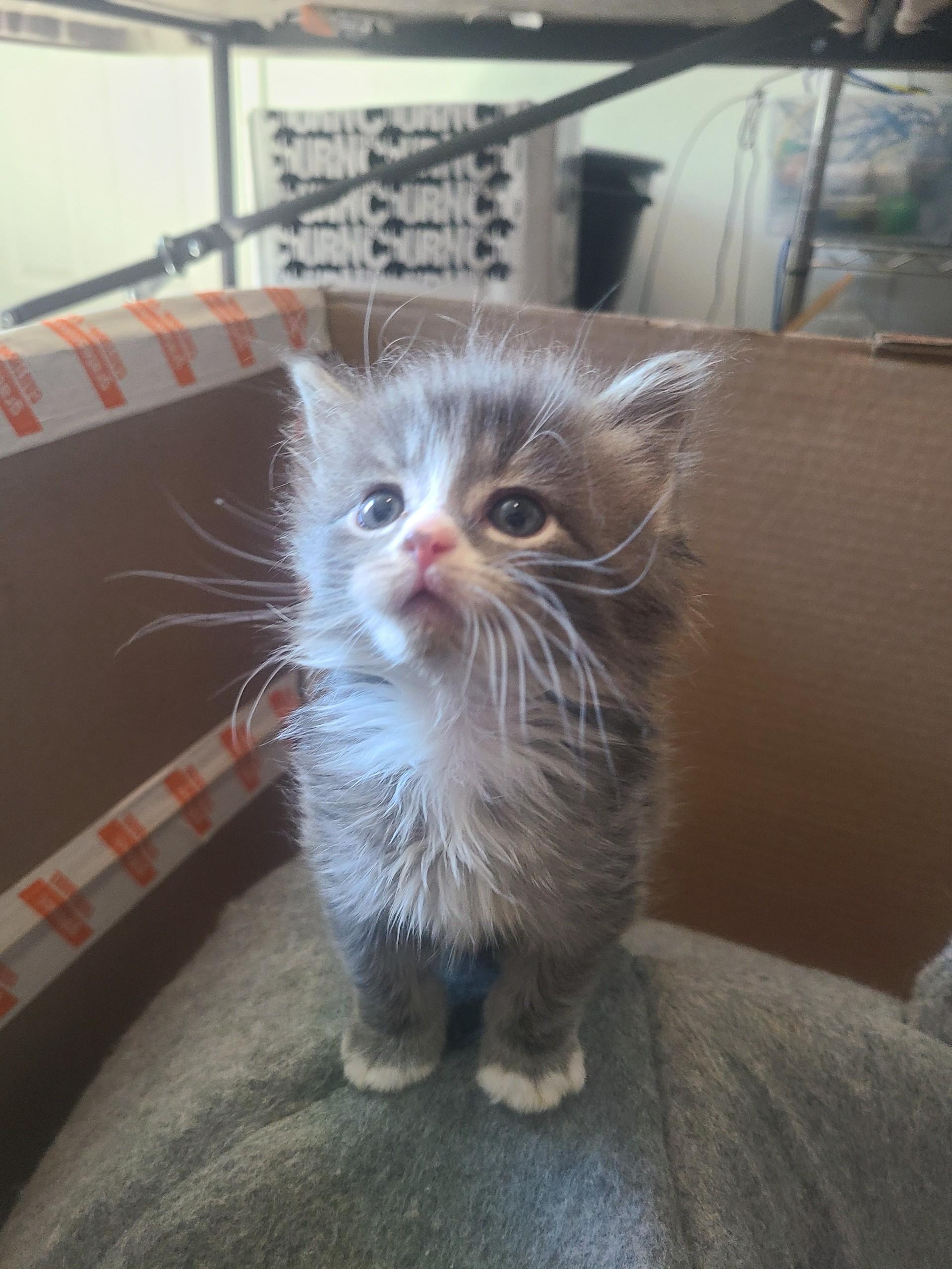 Enlarge KITTENS - ALL AGES AND GENDERS, an adoptable Domestic Short Hair in Bristow, VA image 2/3