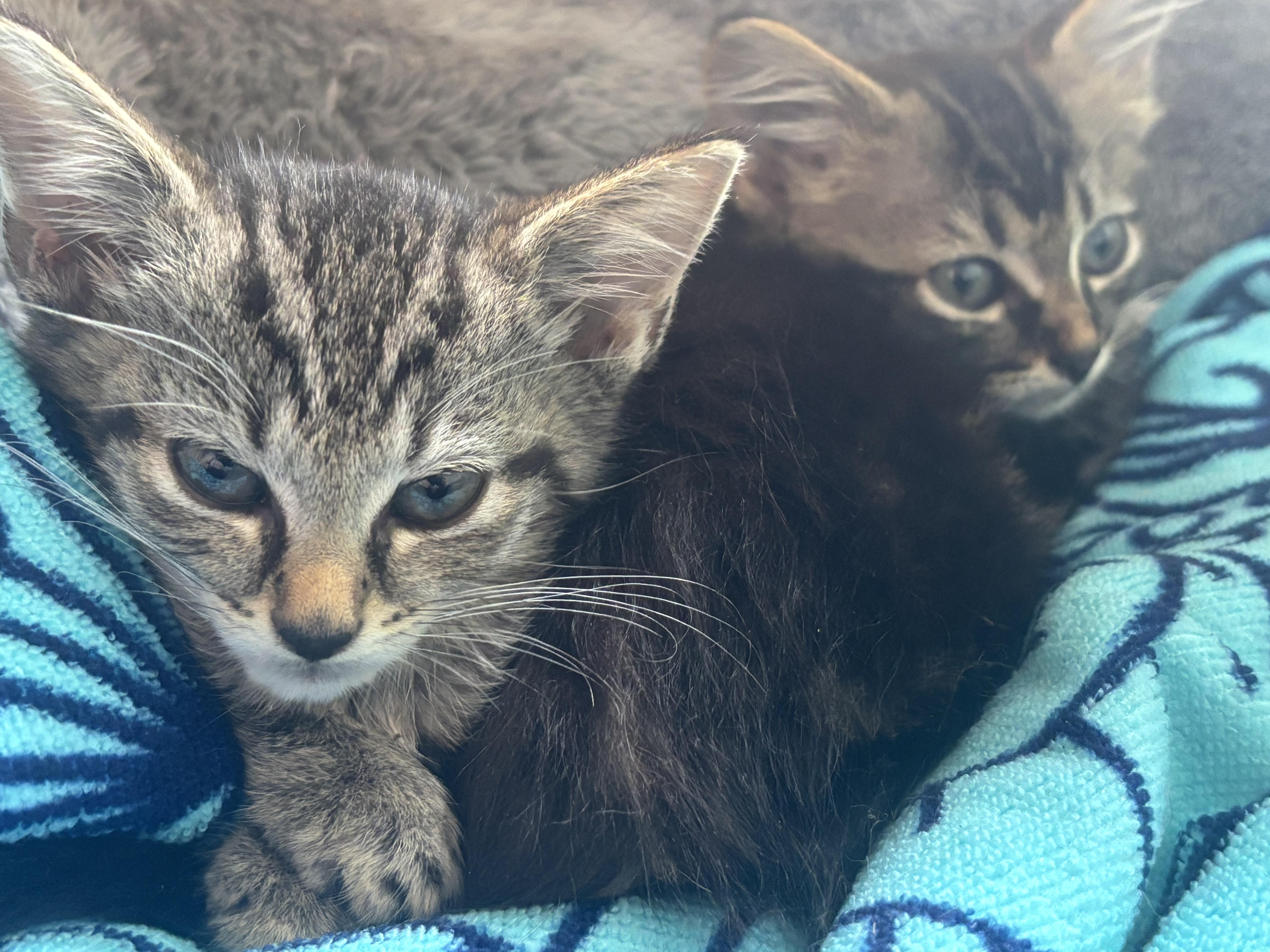 KITTENS - ALL AGES AND GENDERS, a Adoptable Domestic Short Hair in Bristow, VA image 2/6