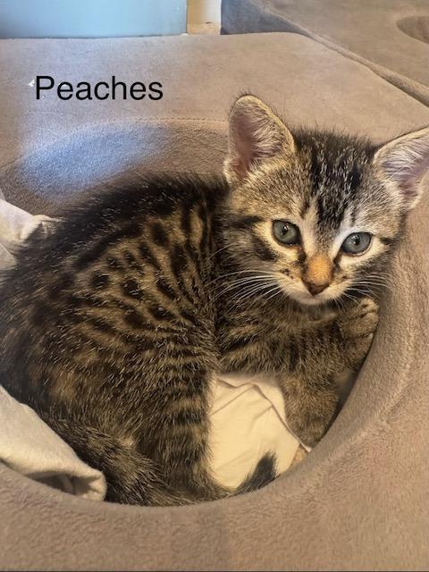 KITTENS - Adoption Event 6/13/2026 ALL AGES AND GENDERS, an adoptable Domestic Short Hair in Bristow, VA image 4/5