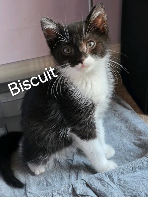 KITTENS - Adoption Event 6/13/2026 ALL AGES AND GENDERS, an adoptable Domestic Short Hair in Bristow, VA image 5/5