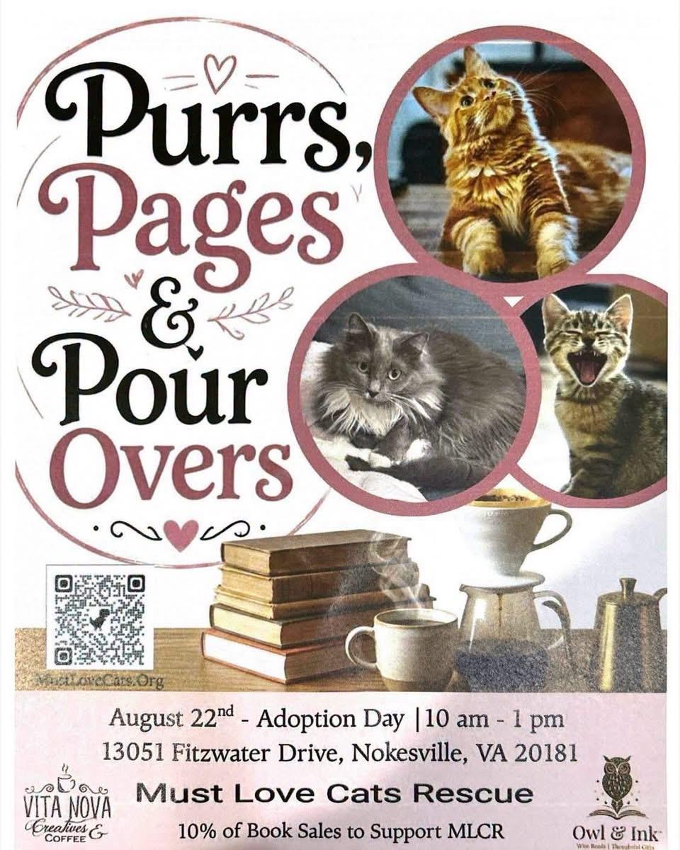 Enlarge KITTEN ADOPTION EVENT - ALL AGES AND GENDERS - Sat, 8/22, an adoptable Domestic Short Hair in Bristow, VA image 5/6