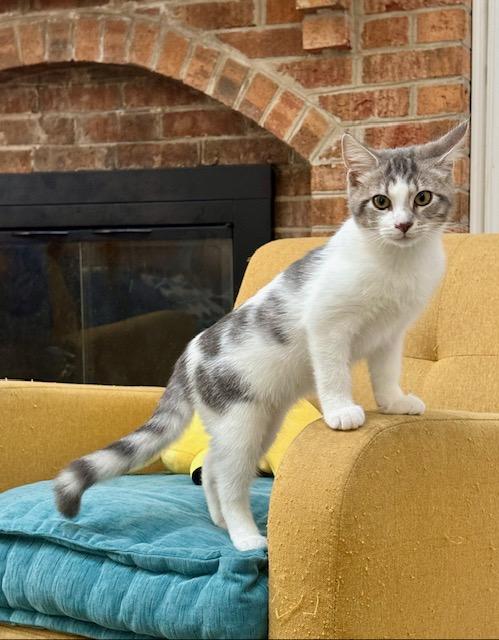 Enlarge KITTEN ADOPTION EVENT - Alexandria, VA on Sat, 9/19, 11am to 2pm, a Adoptable Domestic Short Hair in Bristow, VA image 5/6