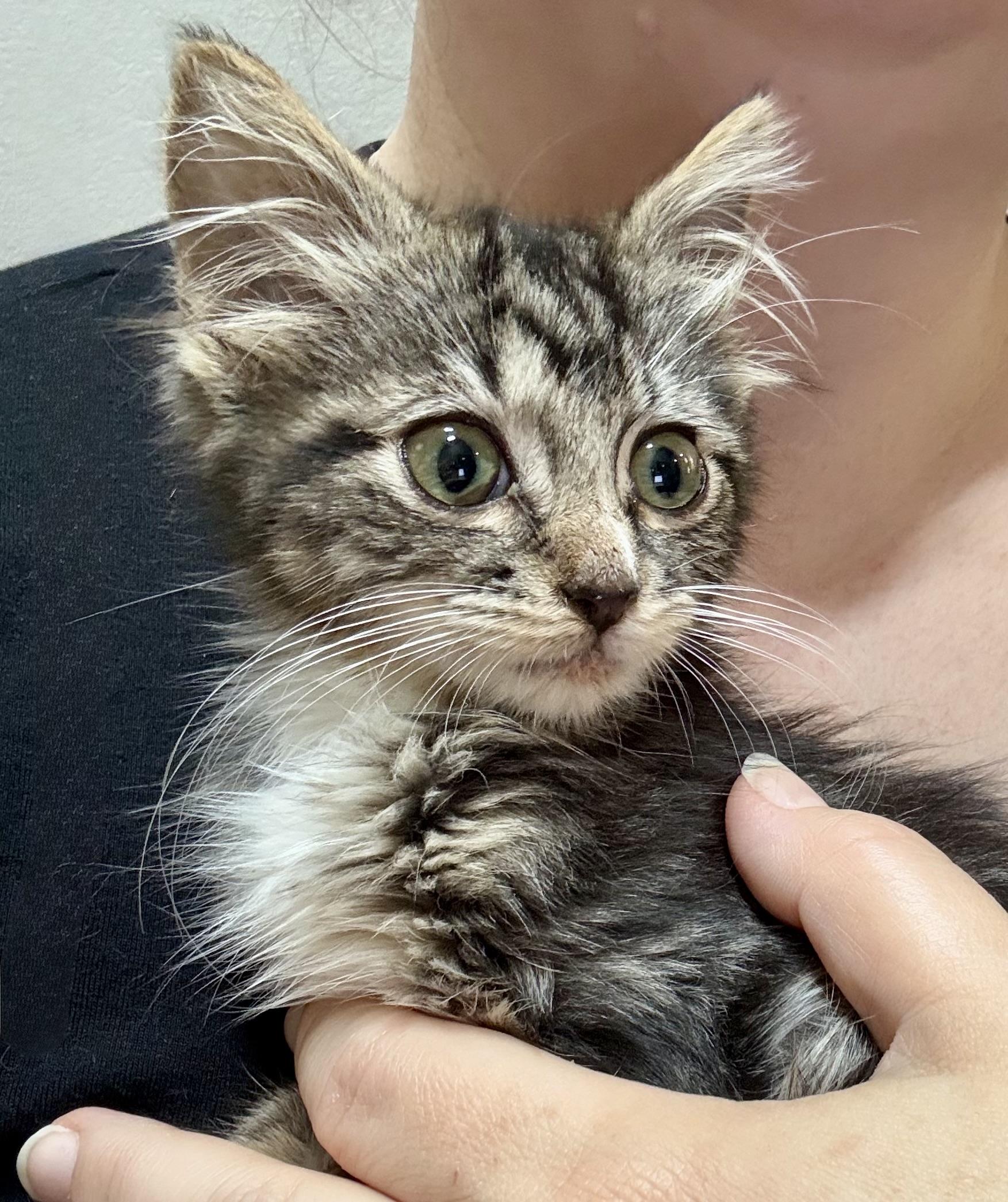 Enlarge KITTENS - ALL AGES - 10.17.26 Haymarket Day Event 10am-4pm 14840 Washington Street, a Adoptable Domestic Short Hair in Bristow, VA image 2/4