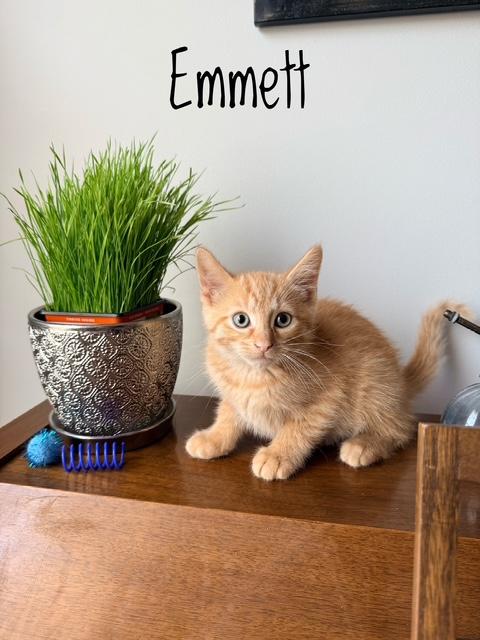 Enlarge KITTEN ADOPTION EVENT - Alexandria, VA on Sat, 9/19, 11am to 2pm, a Adoptable Domestic Short Hair in Bristow, VA image 4/6