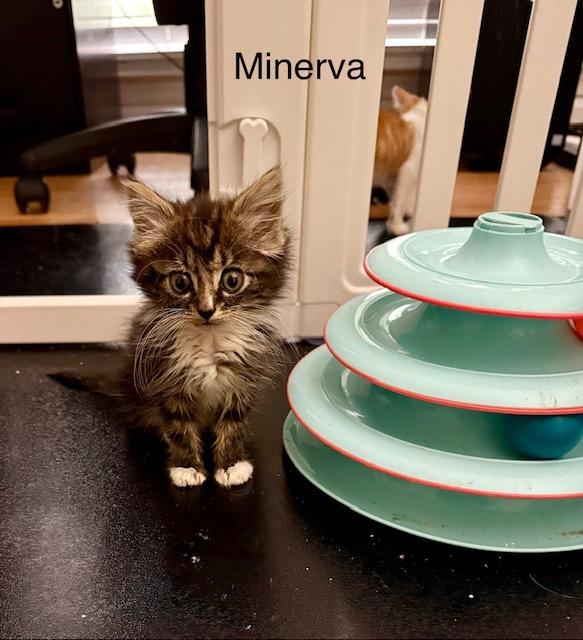 Enlarge KITTEN ADOPTION EVENT - Alexandria, VA on Sat, 9/19, 11am to 2pm, a Adoptable Domestic Short Hair in Bristow, VA image 3/6