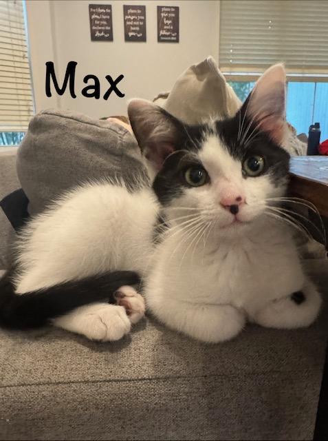 KITTEN ADOPTION EVENT - ALL AGES AND GENDERS - Sat, 7/11, Centreville, VA, an adoptable Domestic Short Hair in Bristow, VA image 5/6
