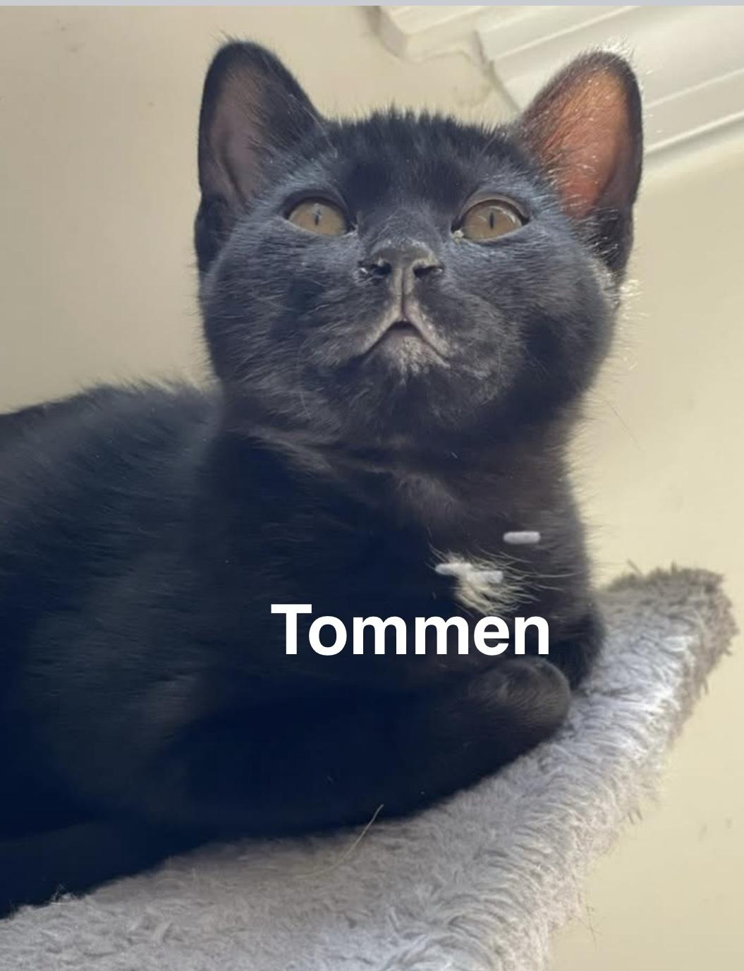 KITTENS - ALL AGES AND GENDERS, a Adoptable Domestic Short Hair in Bristow, VA image 6/6