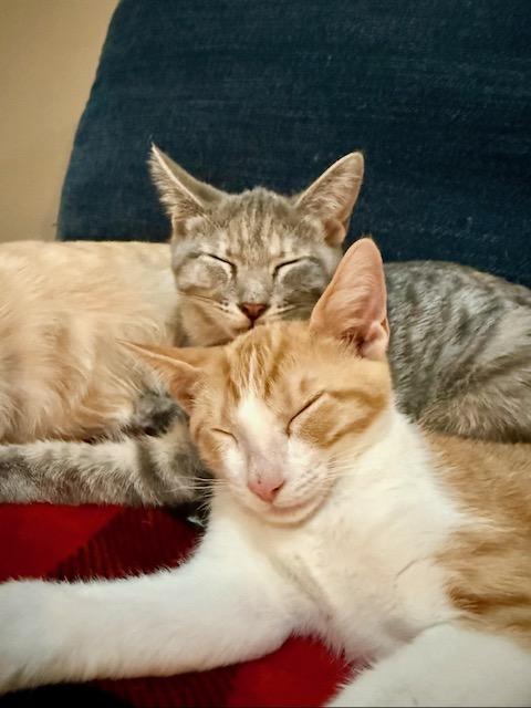 KITTEN ADOPTION EVENT - Alexandria, VA on Sat, 9/19, 11am to 2pm, Adoptable, Kitten Male Domestic Short Hair.