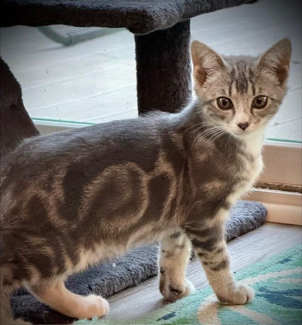 KITTEN ADOPTION EVENT - ALL AGES AND GENDERS - Sat, 7/11, Centreville, VA, an adoptable Domestic Short Hair in Bristow, VA image 2/6