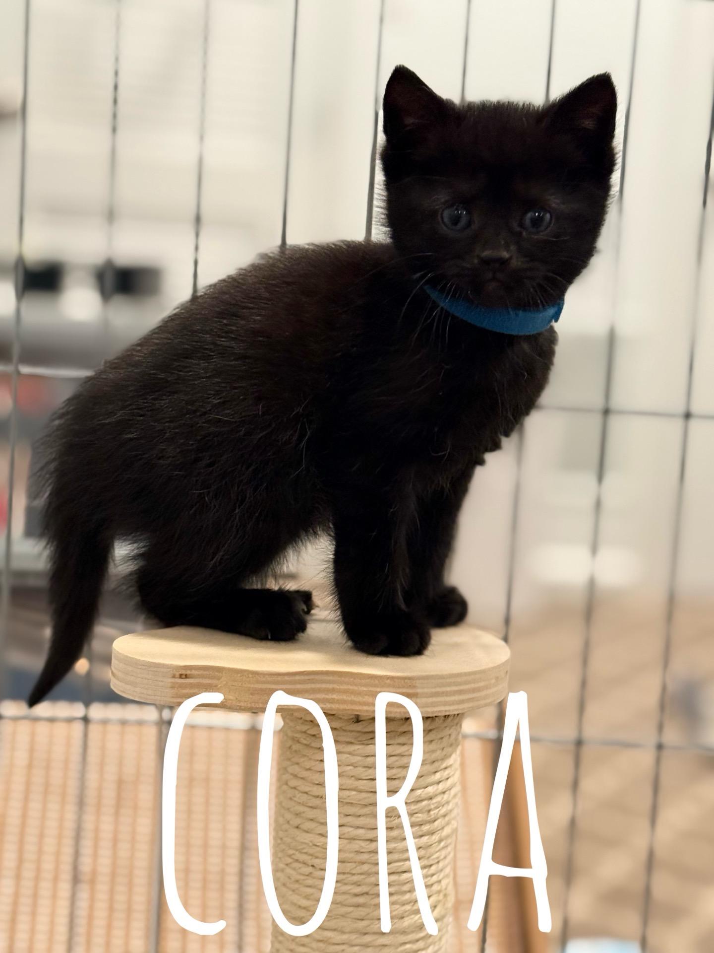 KITTEN ADOPTION EVENT - ALL AGES AND GENDERS - Sat, 7/11, Centreville, VA, an adoptable Domestic Short Hair in Bristow, VA image 6/6