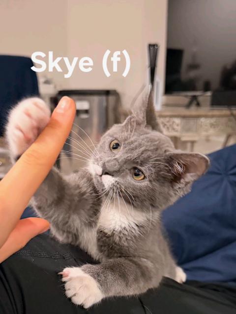 Enlarge KITTEN ADOPTION EVENT - Alexandria, VA on Sat, 9/19, 11am to 2pm, a Adoptable Domestic Short Hair in Bristow, VA image 6/6