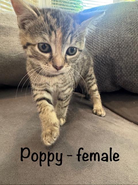 KITTEN ADOPTION EVENT - ALL AGES AND GENDERS - Sat, July 25, an adoptable Domestic Short Hair in Bristow, VA image 5/6