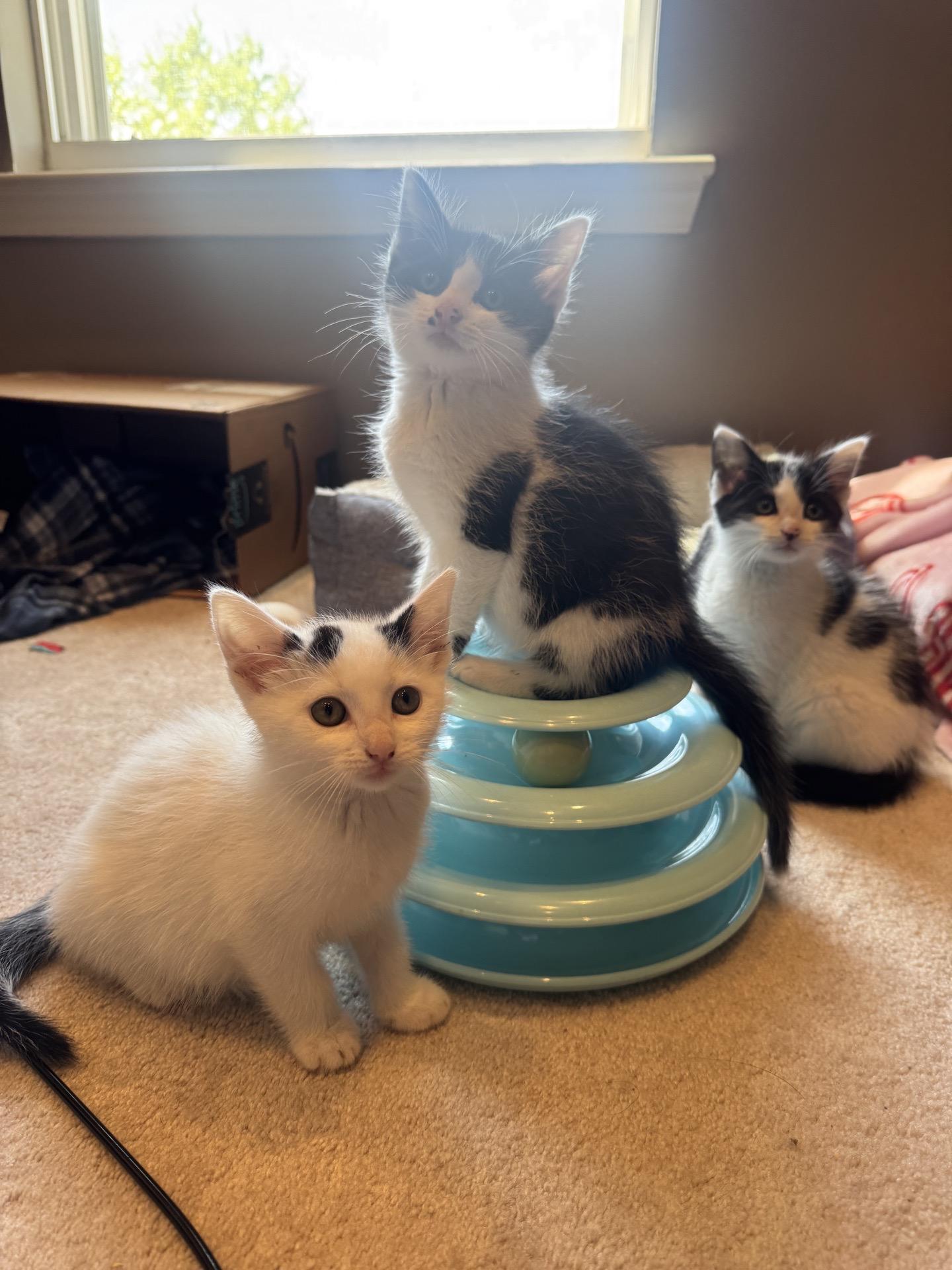 Enlarge KITTENS - ALL AGES AND GENDERS, an adoptable Domestic Short Hair in Bristow, VA image 1/3