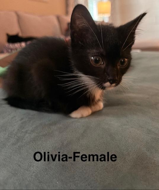Enlarge KITTEN ADOPTION EVENT - ALL AGES AND GENDERS - Sat, 8/22, an adoptable Domestic Short Hair in Bristow, VA image 6/6