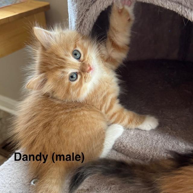 KITTEN ADOPTION EVENT - ALL AGES AND GENDERS - Sat, 7/11, Centreville, VA, an adoptable Domestic Short Hair in Bristow, VA image 1/6