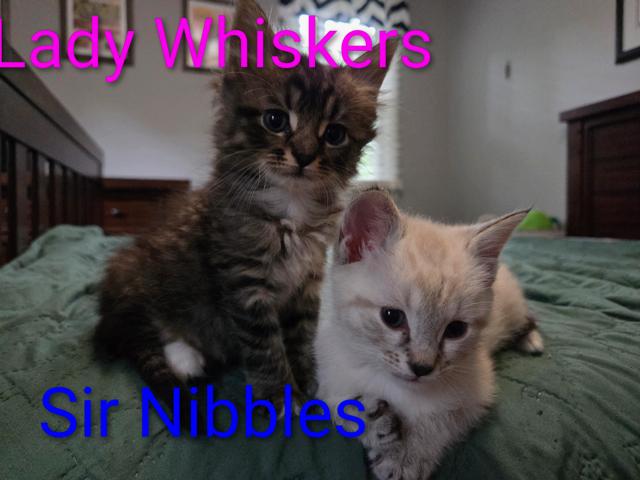 KITTEN ADOPTION EVENT - ALL AGES AND GENDERS - Sat, 8/22, adoptable, Kitten Male Domestic Short Hair.