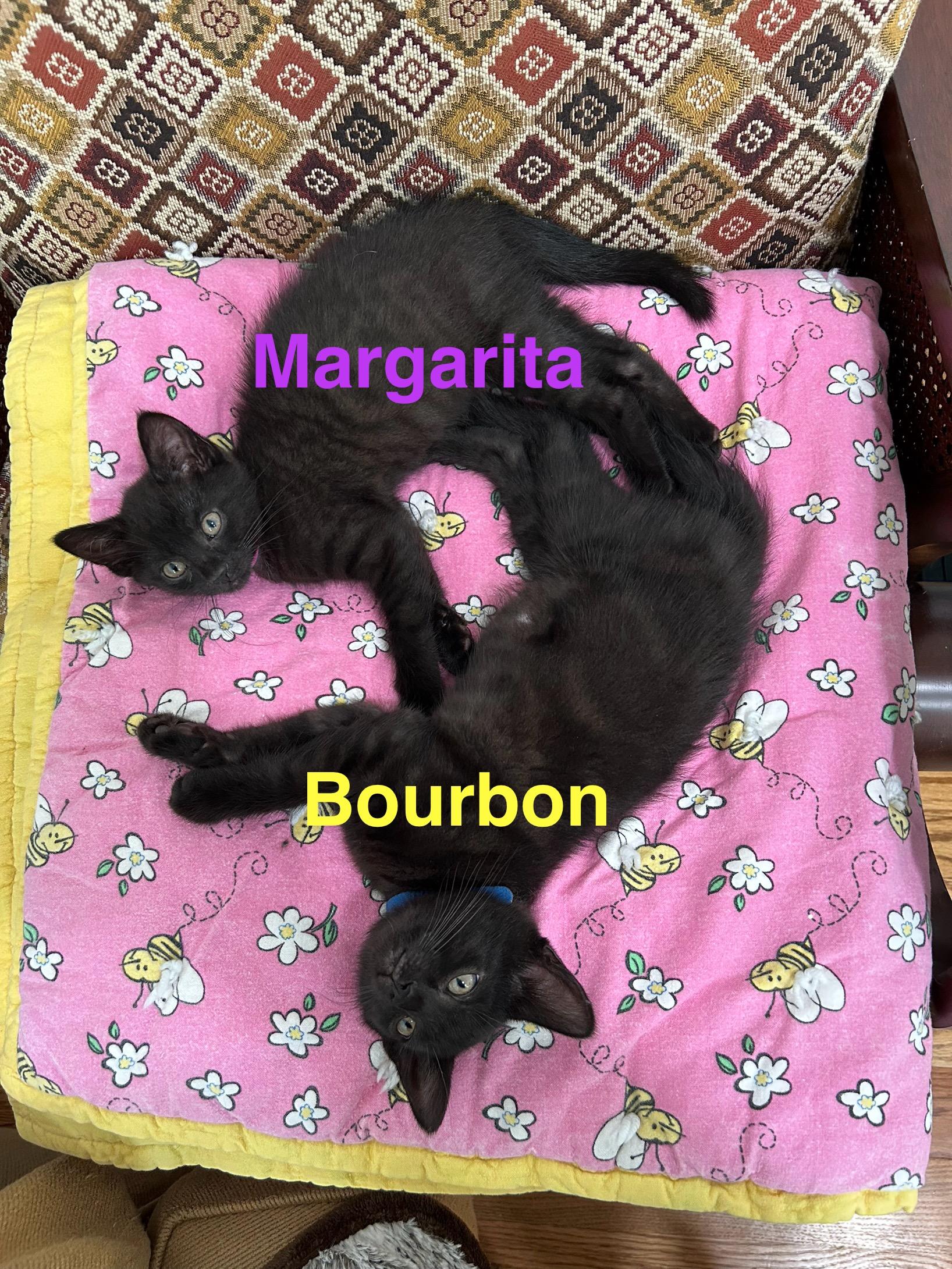 KITTENS - ALL AGES AND GENDERS, a Adoptable Domestic Short Hair in Bristow, VA image 4/6