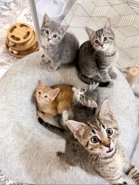 Enlarge KITTENS - ALL AGES - 10.17.26 Haymarket Day Event 10am-4pm 14840 Washington Street, a Adoptable Domestic Short Hair in Bristow, VA image 1/4