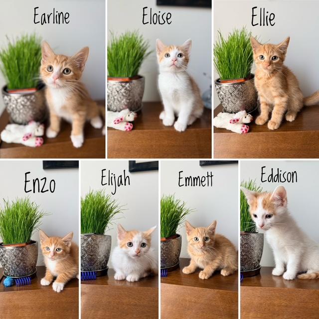 KITTEN ADOPTION EVENT - ALL AGES AND GENDERS - Sat, July 25, an adoptable Domestic Short Hair in Bristow, VA image 1/6