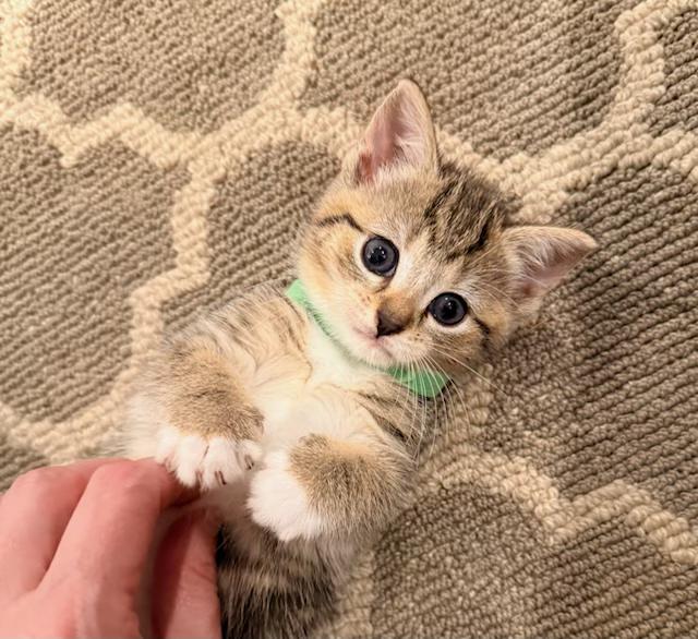 KITTEN ADOPTION EVENT - ALL AGES AND GENDERS - Sat, 7/11, Centreville, VA, an adoptable Domestic Short Hair in Bristow, VA image 4/6