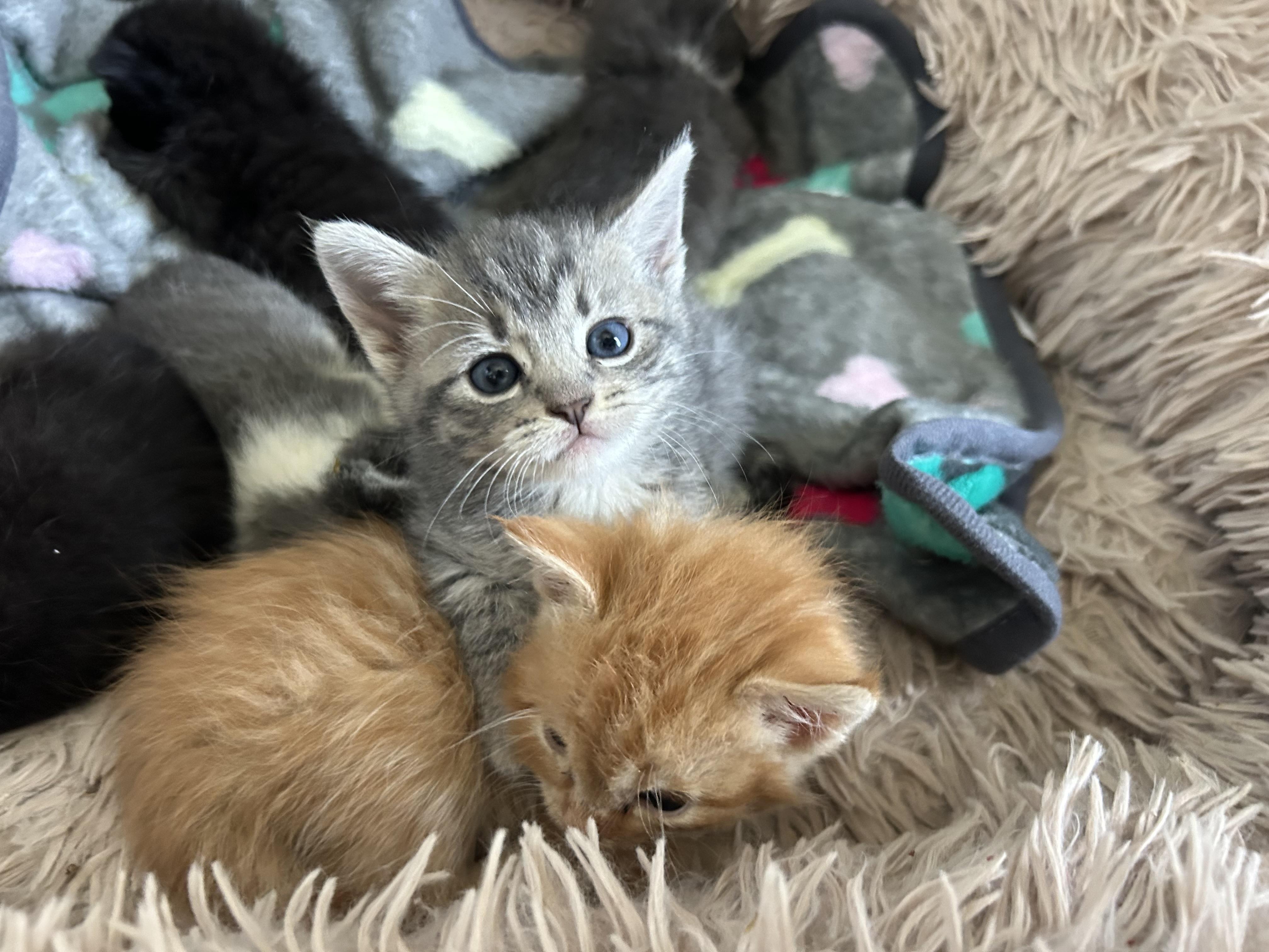 KITTENS - Adoption Event 6/13/2026 ALL AGES AND GENDERS, adoptable, Kitten Female Domestic Short Hair.