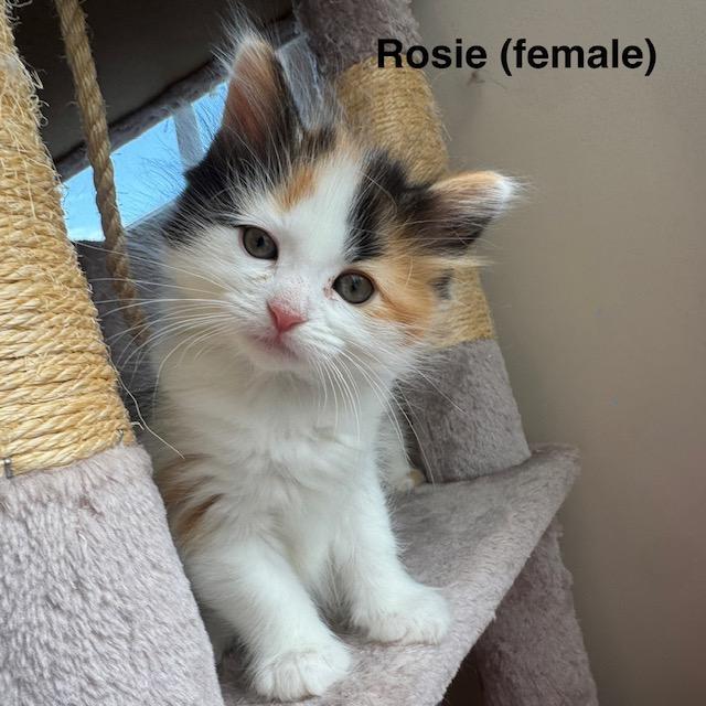 KITTEN ADOPTION EVENT - ALL AGES AND GENDERS - Sat, 7/11, Centreville, VA, an adoptable Domestic Short Hair in Bristow, VA image 3/6