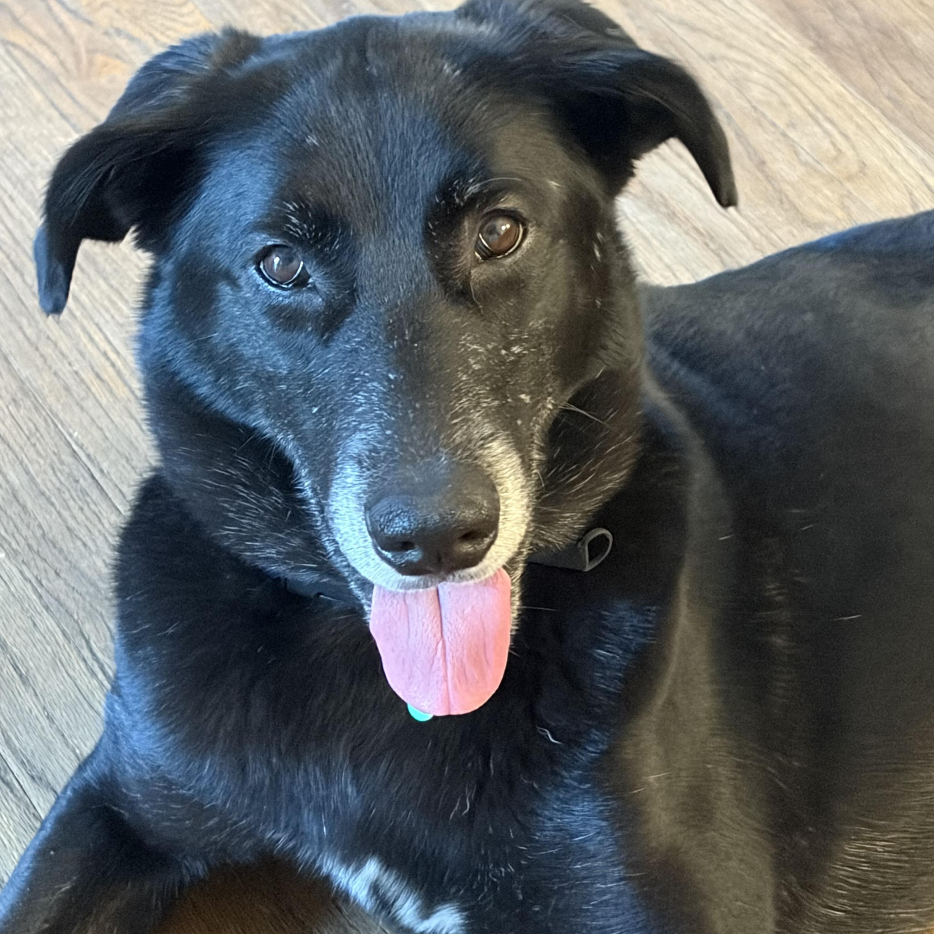 Star, ADOPTABLE, Adult Female Labrador Retriever.