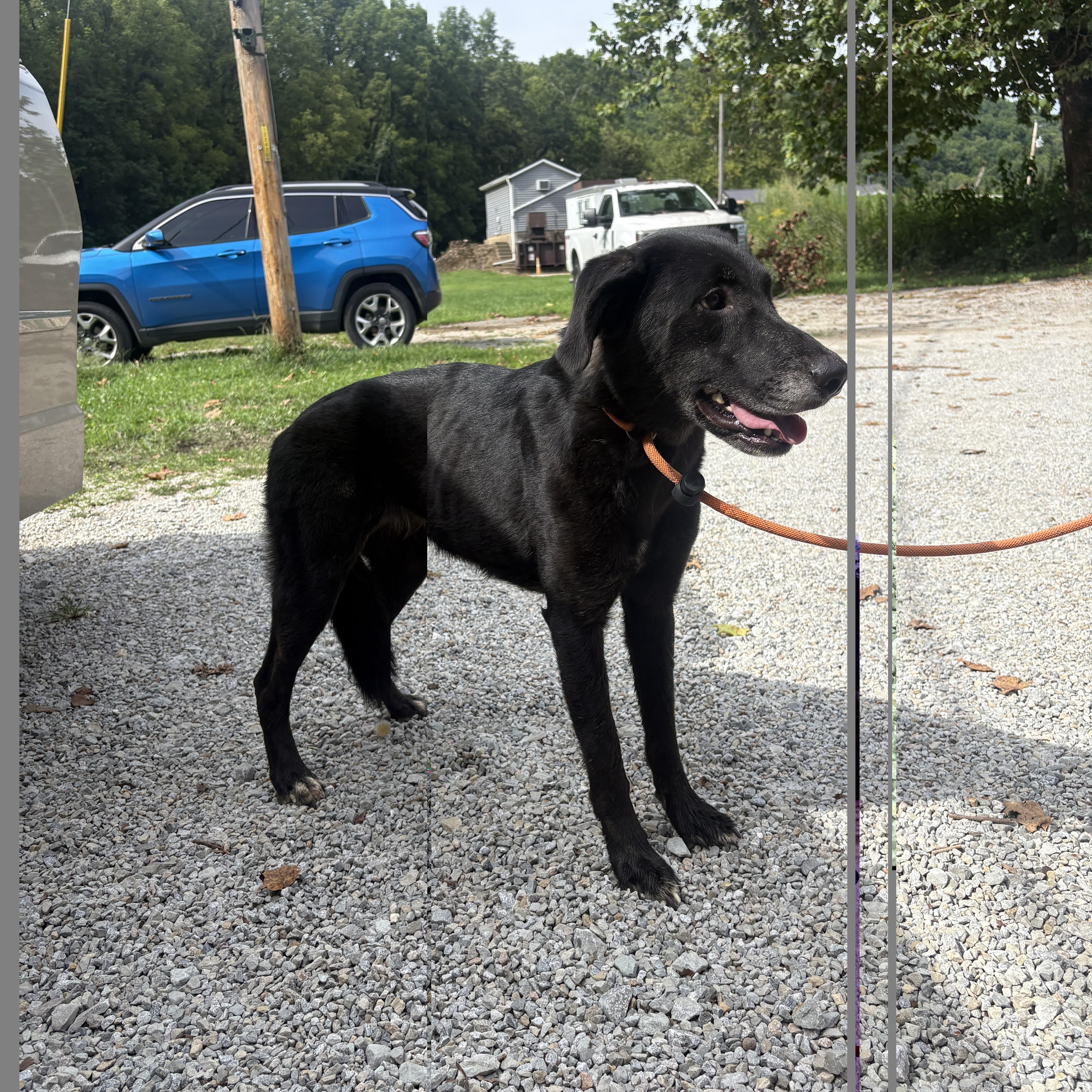Enlarge Star, a ADOPTABLE mixed breed in Aurora, IL image 3/4