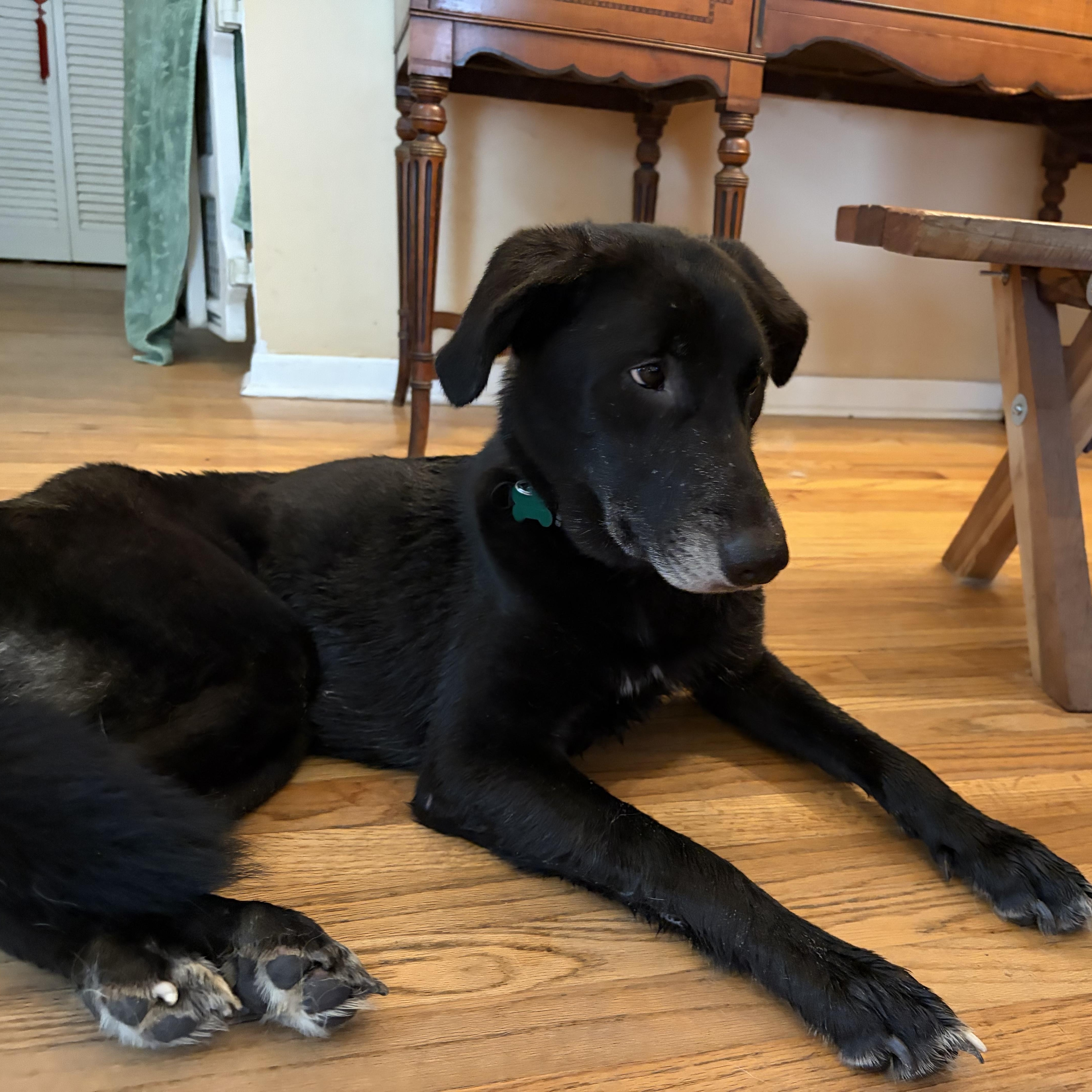 Enlarge Star, a ADOPTABLE mixed breed in Aurora, IL image 2/4