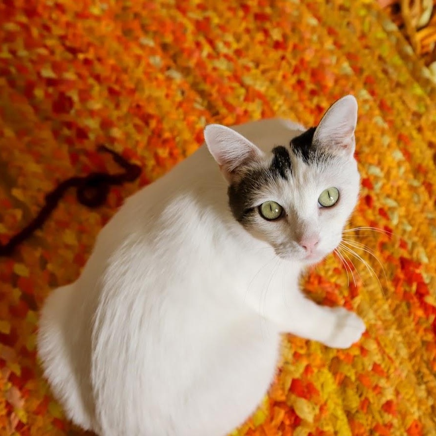 Enlarge Moo Moo O'Brien, a Adoptable Domestic Short Hair in Denver, CO image 3/6