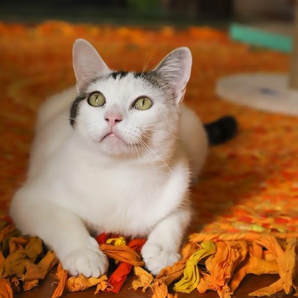 Enlarge Moo Moo O'Brien, a Adoptable Domestic Short Hair in Denver, CO image 4/6