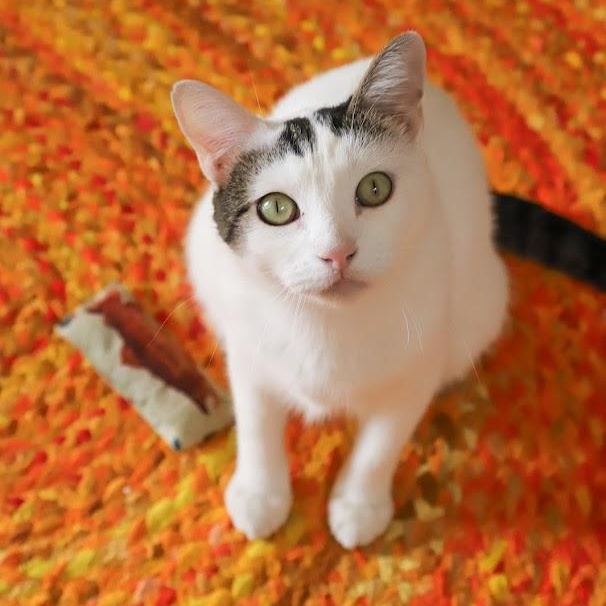 Enlarge Moo Moo O'Brien, a Adoptable Domestic Short Hair in Denver, CO image 6/6