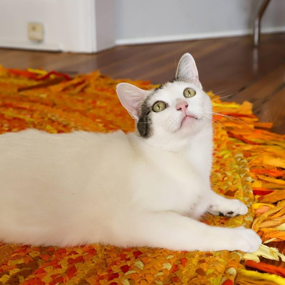 Enlarge Moo Moo O'Brien, a Adoptable Domestic Short Hair in Denver, CO image 5/6