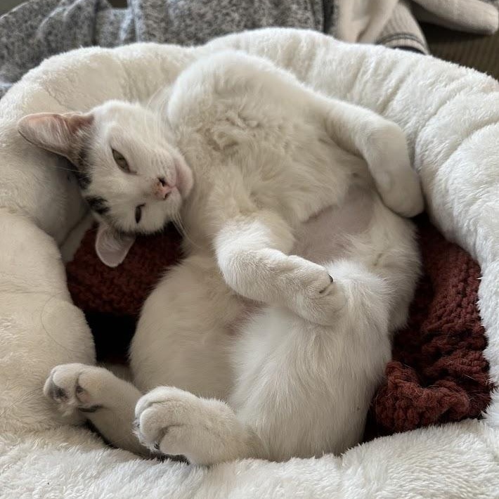 Enlarge Moo Moo O'Brien, a Adoptable Domestic Short Hair in Denver, CO image 2/6