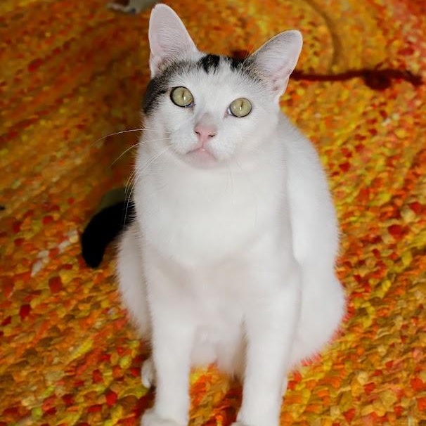 Enlarge Moo Moo O'Brien, a Adoptable Domestic Short Hair in Denver, CO image 1/6