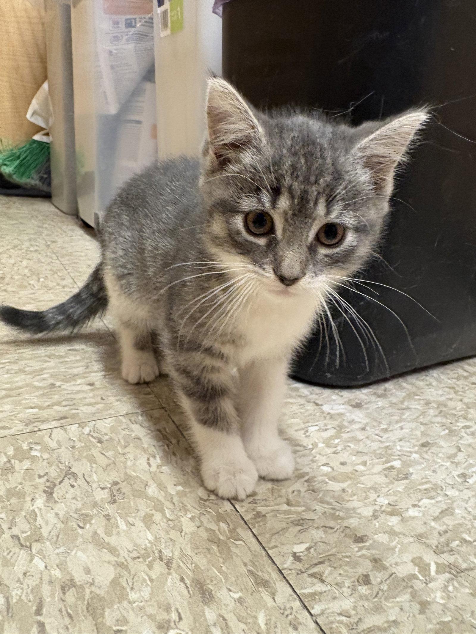 Enlarge Smooches, a Adopted Domestic Short Hair in Yardley, PA image 1/3
