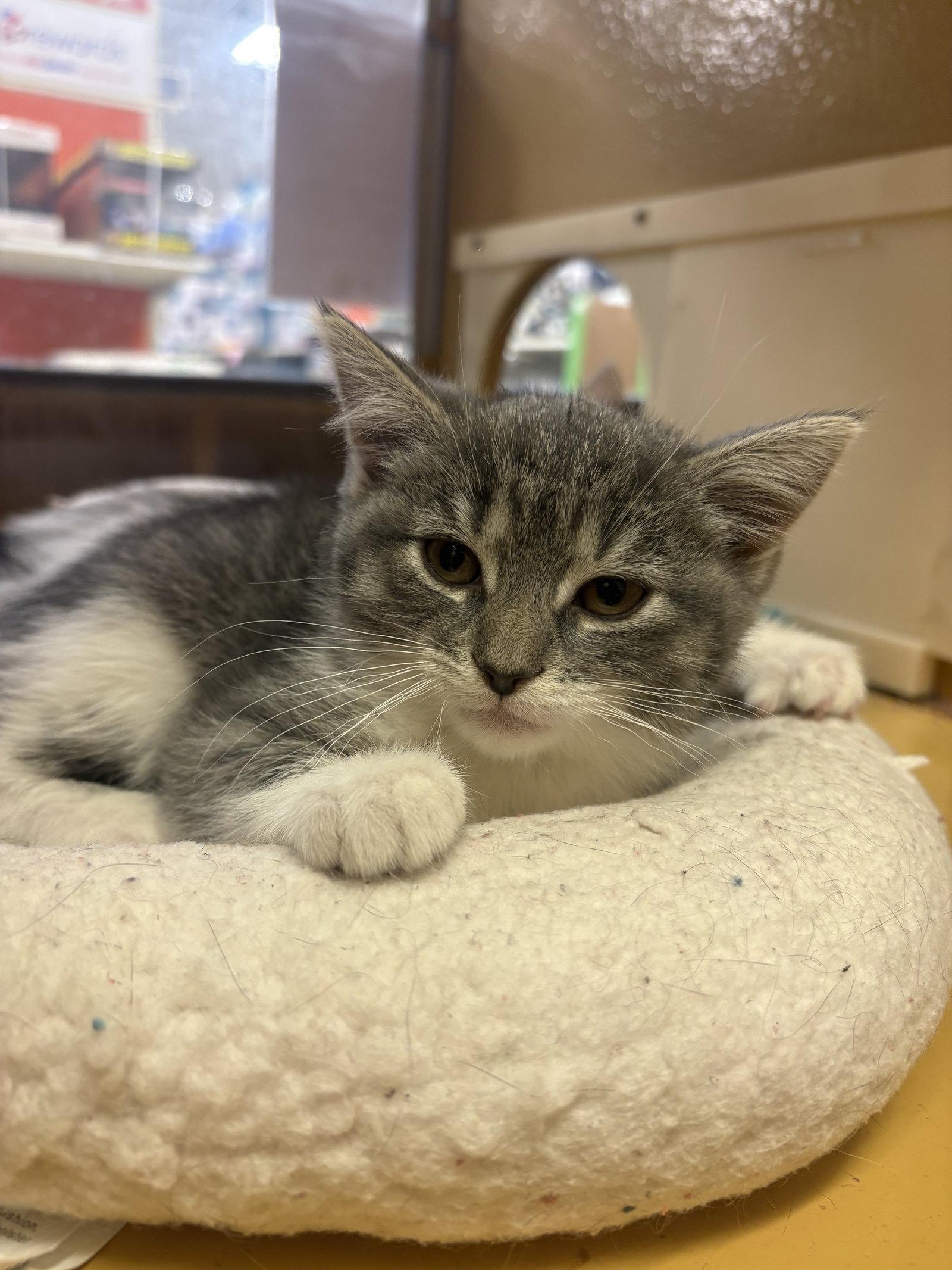 Enlarge Smooches, a Adopted Domestic Short Hair in Yardley, PA image 2/3