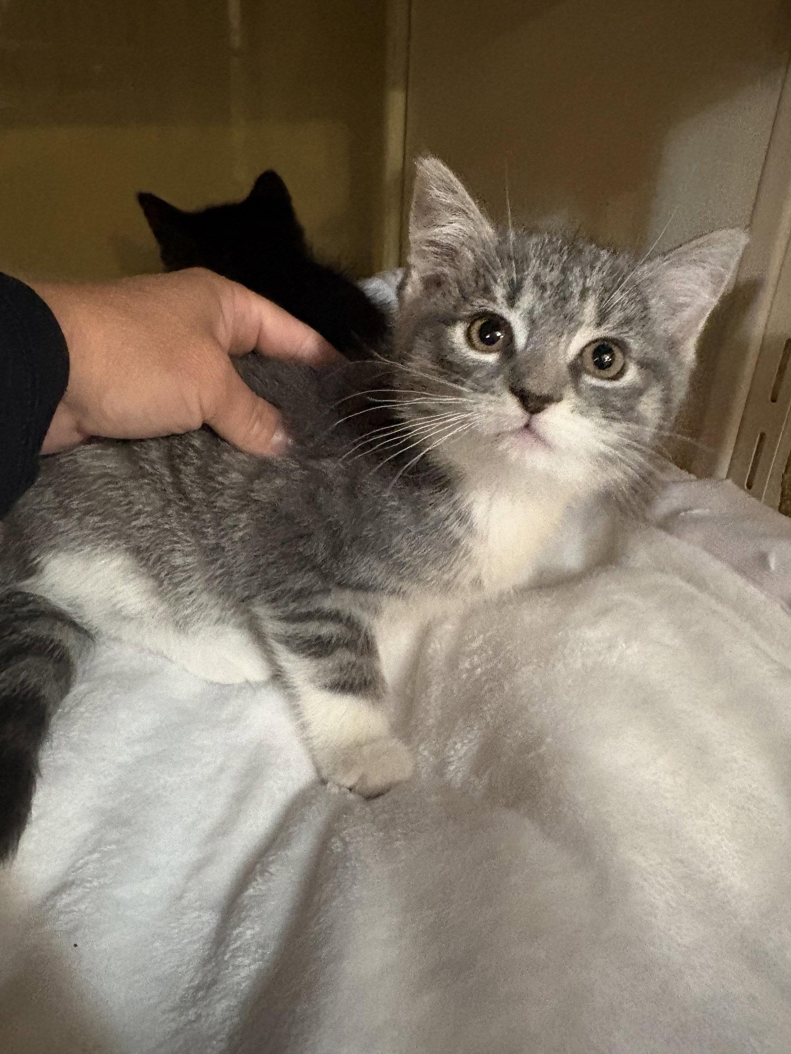 Enlarge Smooches, a Adopted Domestic Short Hair in Yardley, PA image 3/3