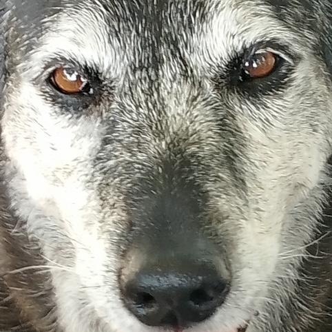 Jasper and Kami (bonded pair)