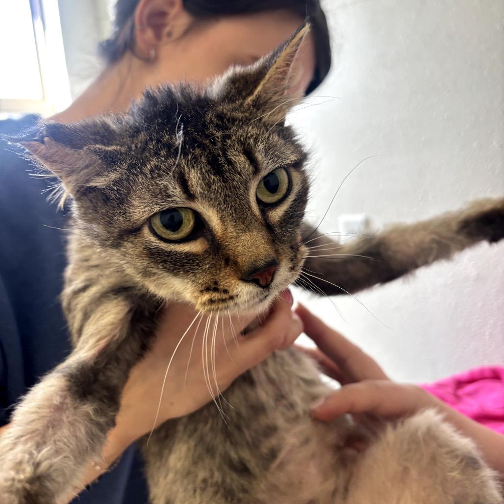 Chrissy, Adoptable, Senior Female Domestic Short Hair.