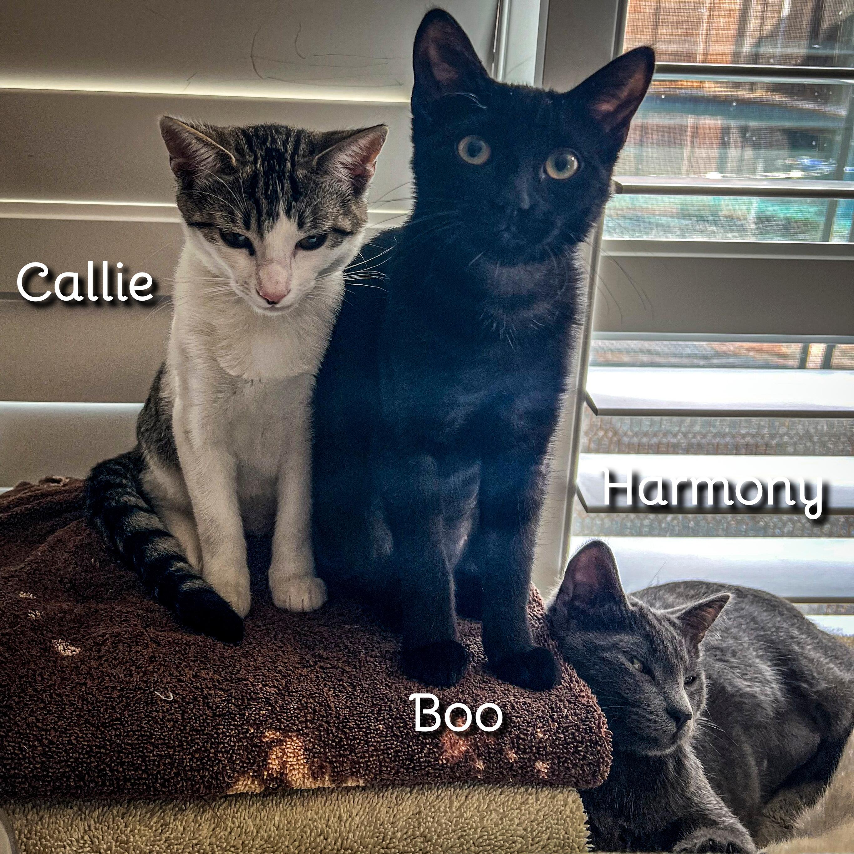 Boo thumbnail 6