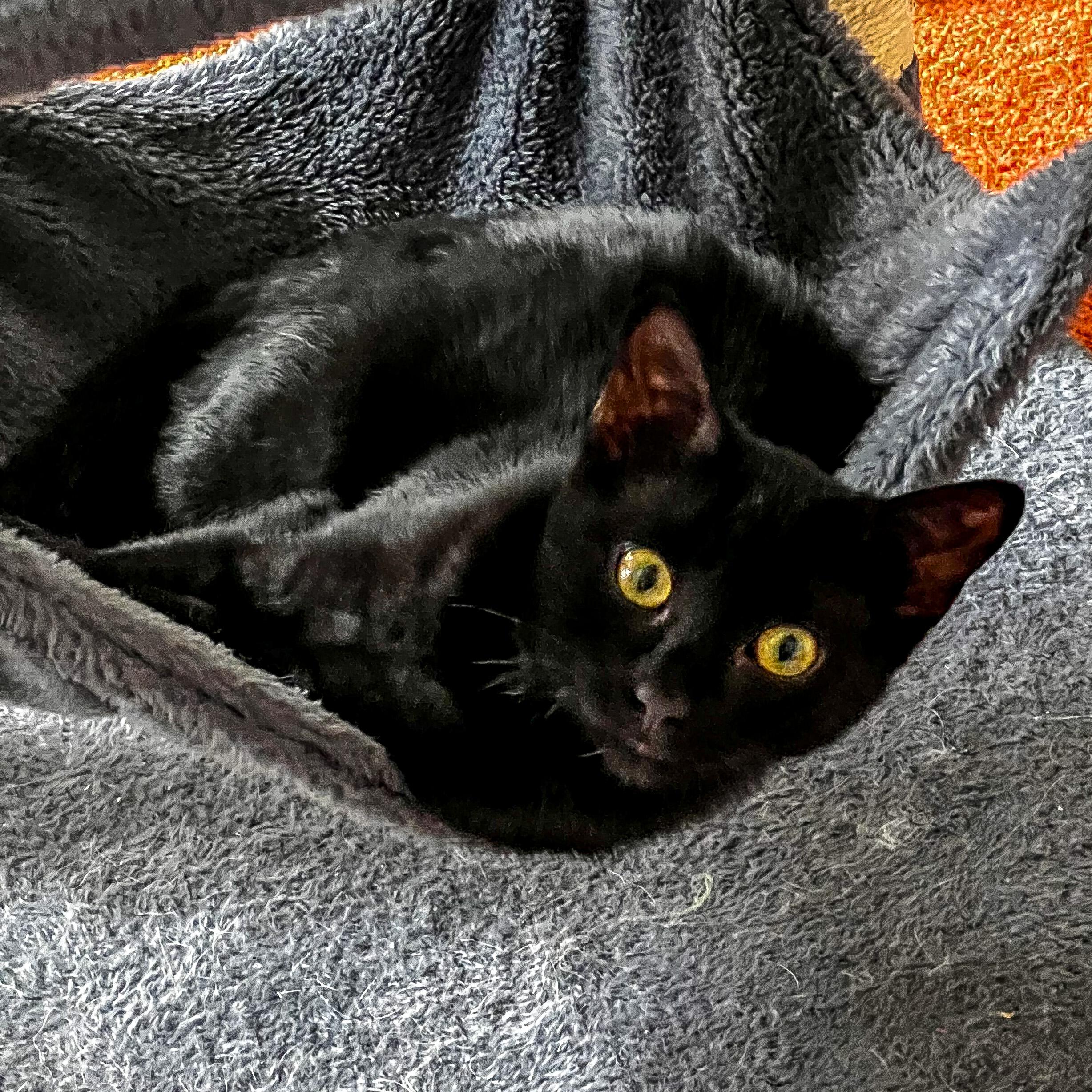 Boo