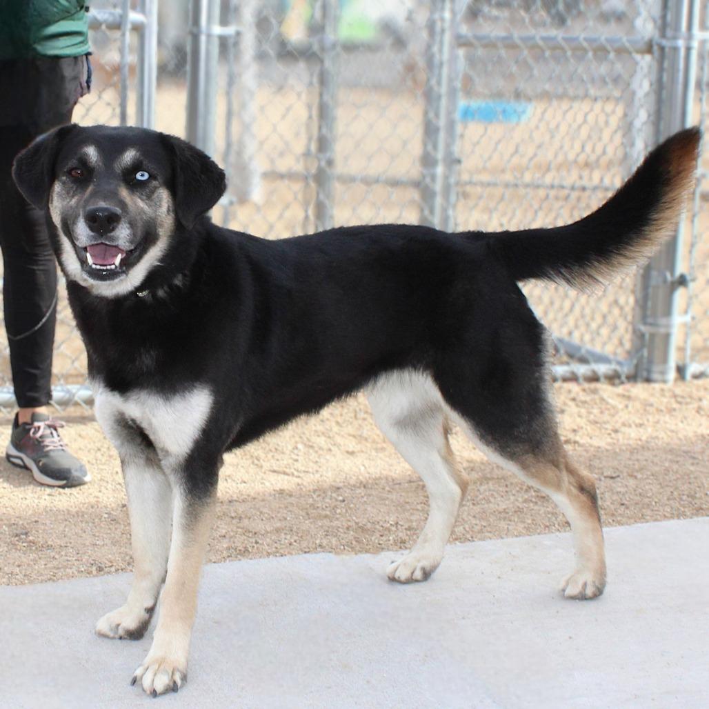 Mika, Adoptable, Adult Female Mixed Breed.