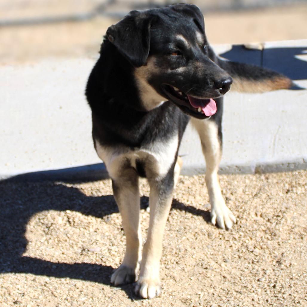 Enlarge Mika, a Adoptable Mixed Breed in Las Cruces, NM image 2/6