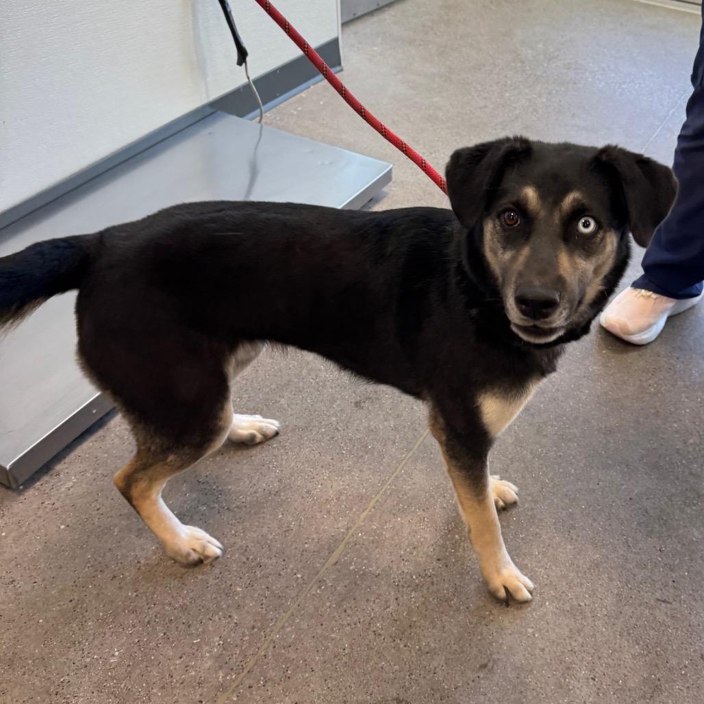 Enlarge Mika, a Adoptable Mixed Breed in Las Cruces, NM image 3/6